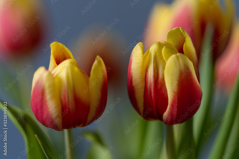 Fototapeta premium red and yellow tulips in a vase on dark background