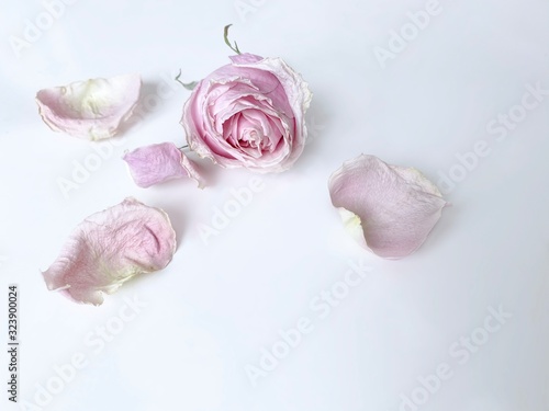 Partially blurred faded away dusty pink rose with petals on white background