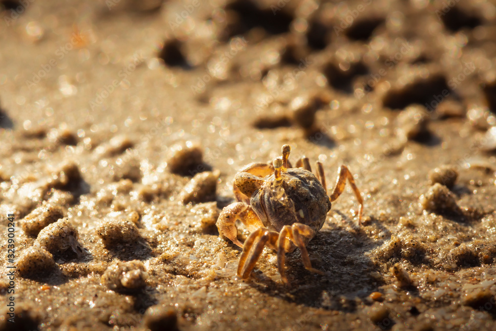Ghost crab on the morning beach