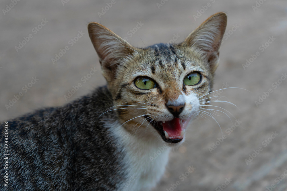 cat with eyes cat with eyes