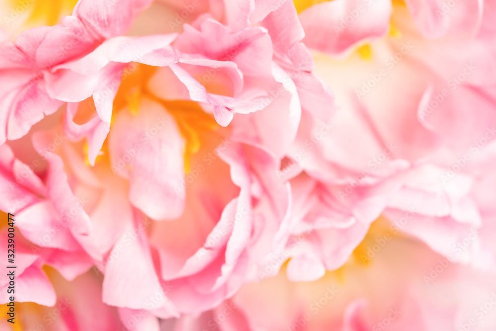 Beautiful peony pink tulips close up view. Greeting card for Mother's day, Woman's day and Wedding. Soft focus.