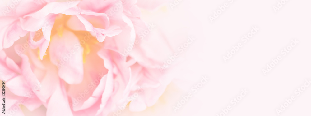 Banner with soft focus pink flower. Greeting card for Mother's day, Woman's day and Wedding. Soft focus.