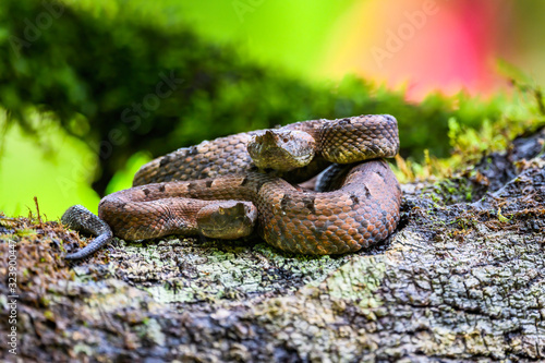 Porthidium nasutum, Rainforest Hognosed Pitviper, brown danger poison snake in the forest vegetation. Forest reptile in habitat, on the ground in leaves, Costa Rica. Widllife in Central America photo