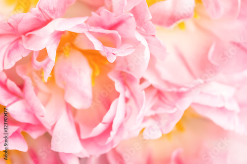 Beautiful peony pink tulips close up view. Greeting card for Mother's day, Wo...