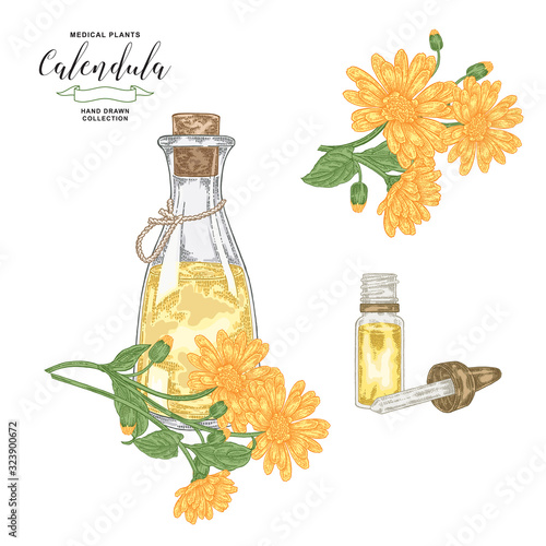 Calendula essential oil. Hand drawn calendula officinalis flowers isolated on white background. Medical plants collection. Vector illustration.