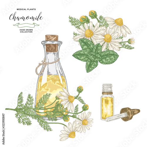 Chamomile essential oil. Hand drawn daisy flowers isolated on white background. Medical plants collection. Vector illustration.