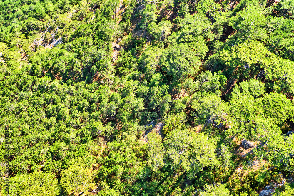 aerial view of forest background with top down sight on green trees in mountain valley landscape. Abstract nature backdrop as seen from drone. Spring green foliage atop of mountain. European scenery
