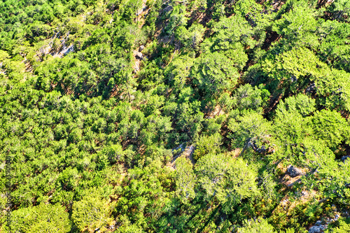 aerial view of forest background with top down sight on green trees in mountain valley landscape. Abstract nature backdrop as seen from drone. Spring green foliage atop of mountain. European scenery