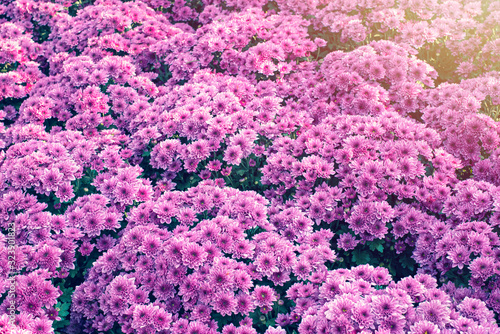 The purple color of the beautiful chrysanthemum blooming on the morning  and sun light texture background © Akira Kaelyn