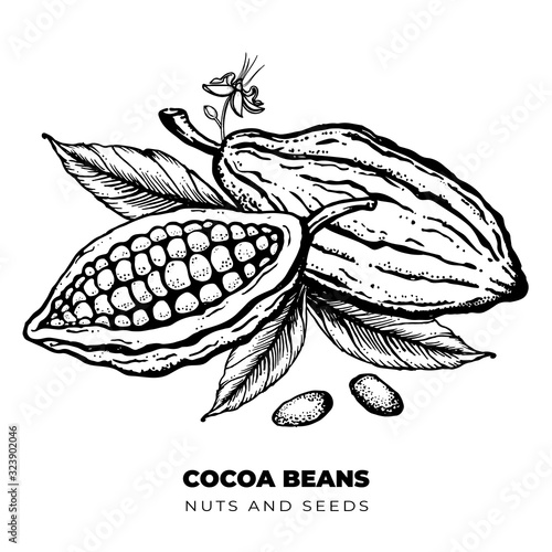 Cocoa beans Hand drawn engraved style sketch. Chocolate cocoa powder bean, nuts and seeds. Isolated Vector illustration.