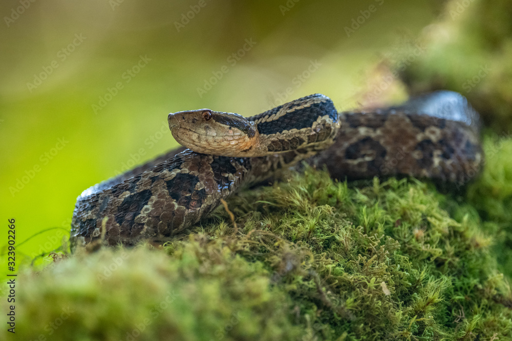 Viper, Atropoides picadoi, Picado´s Pitviper danger poison snake in the