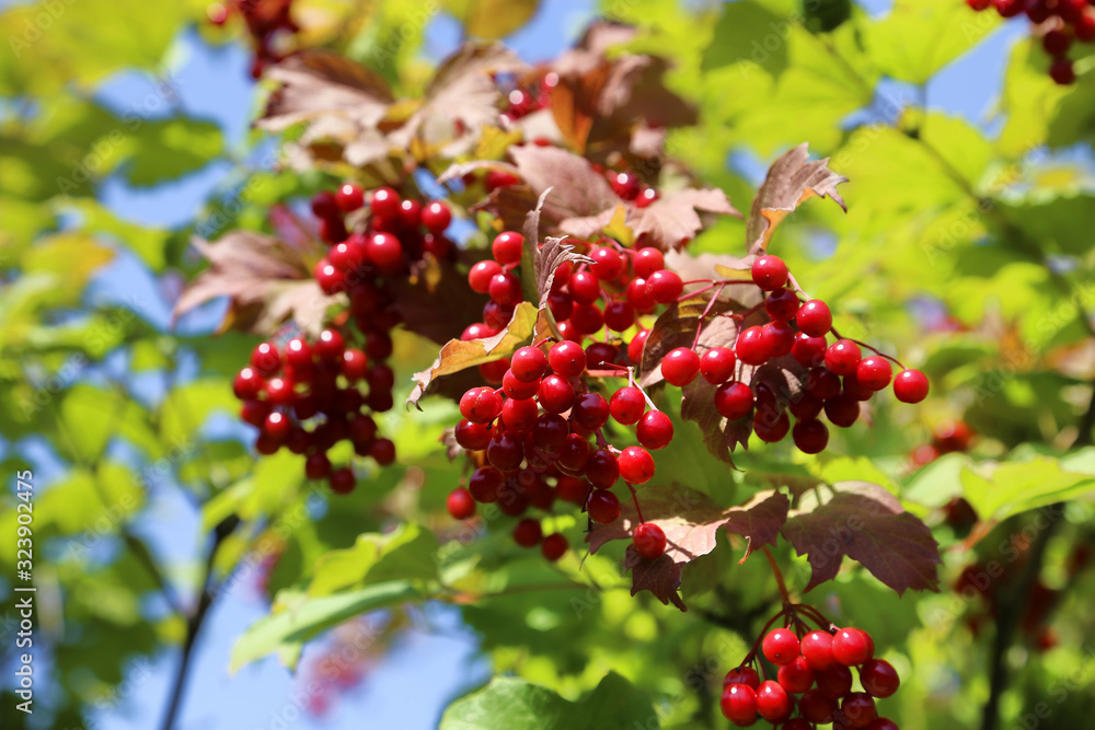 Branches of viburnum with bright red berries Branches of viburnum with bright red berries