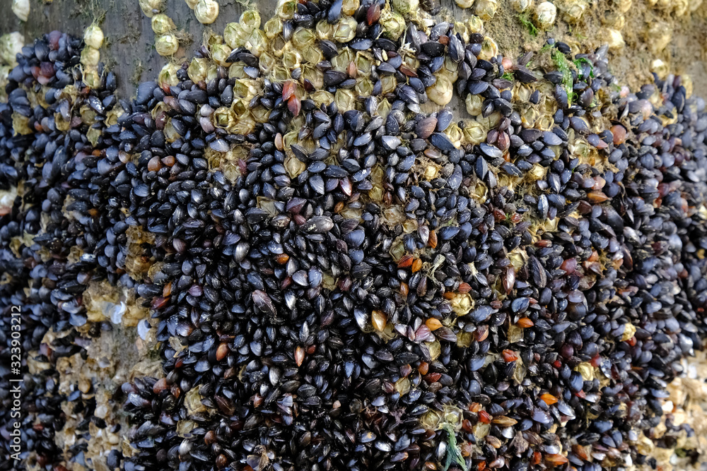 Shellfish Acorn (balanus), little black shells and moss on wooden breakwater on beach of Baltic Sea, Dziwnowek, Poland Shellfish Acorn (balanus), little black shells and moss on wooden breakwater on beach of Baltic Sea, Dziwnowek, Poland