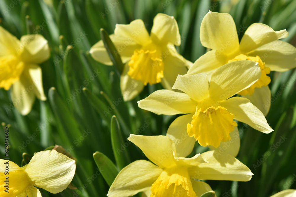 yellow daffodils in the garden yellow daffodils in the garden