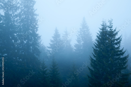 Foggy landscape spruce forest covered in fog and sky is clouded. Photo in cool blue shades