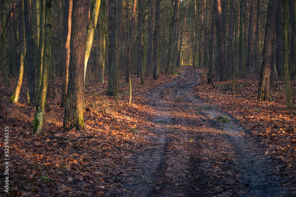 Road in the forest in a reserve Pilawski Grad near Piaseczno, Mazowieckie, Poland Road in the forest in a reserve Pilawski Grad near Piaseczno, Mazowieckie, Poland