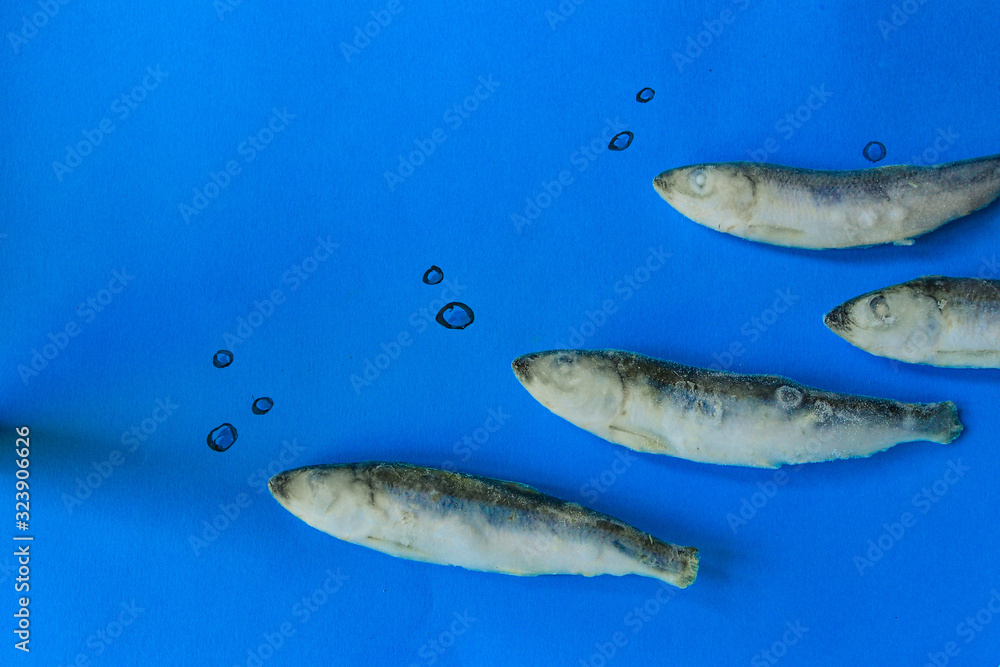 Small fish on a blue background. Frozen fish. Top view isolated on blue. Frozen fish swims on a blue background. Place for text Small fish on a blue background. Frozen fish. Top view isolated on blue. Frozen fish swims on a blue background. Place for text
