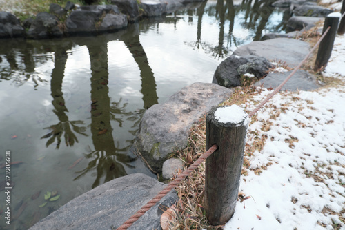 水面に映るソテツの美 photo