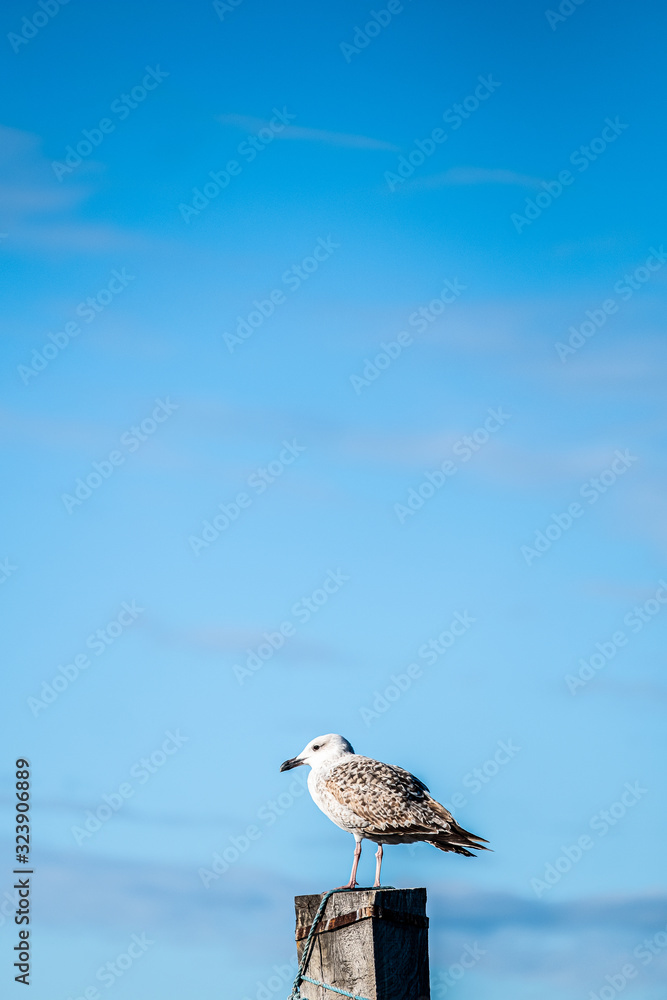 Obraz premium Mouette rieuse posée sur un poteau en bois en bord de mer