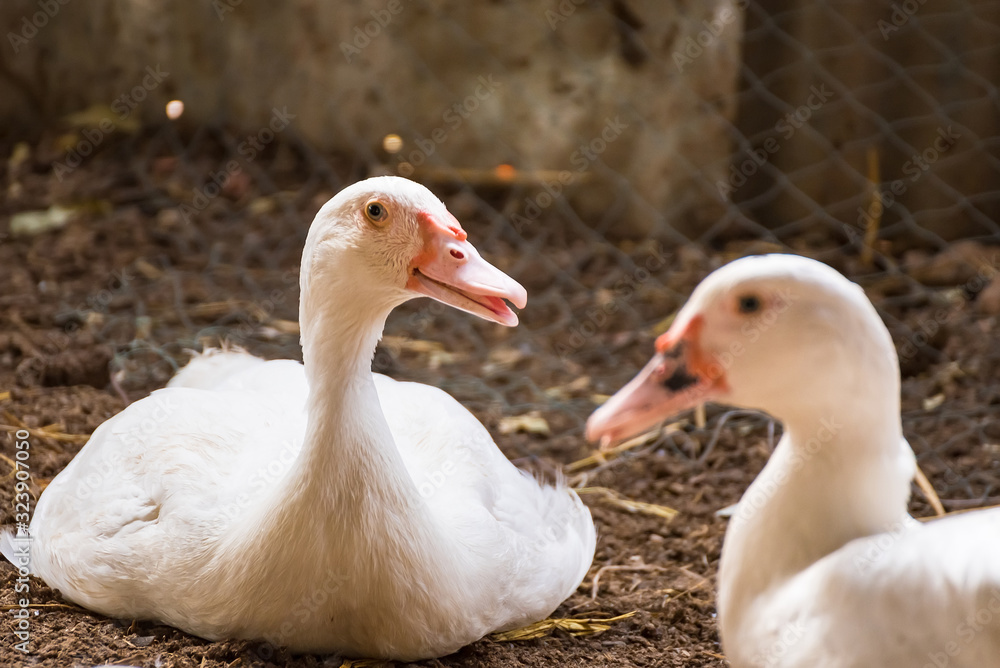 Group of ducks in farm, traditional farming in Thailand, animal farm. Group of ducks in farm, traditional farming in Thailand, animal farm.