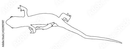 Salamander line drawing zoological illustration 