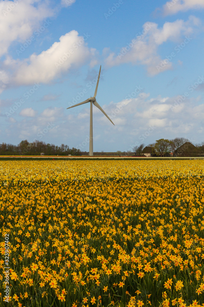 Wind power plant on a blooming daffodil field somewhere in Holland - a renewable energy source