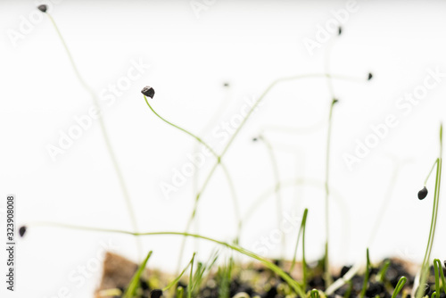 Close up view of sprouts of microgreens with seeds isolated on white