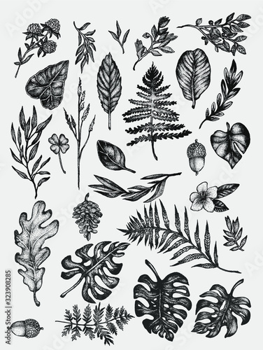 Hand drawn botanical forest composition ink illustrations  in stippling technique. isolated vector clip art collection for graphic design projects, postcards, invitation decorative elements.