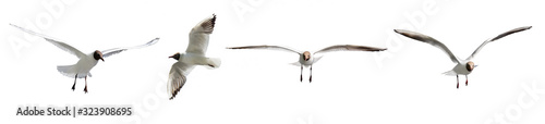 gliding isolated on white four seagulls