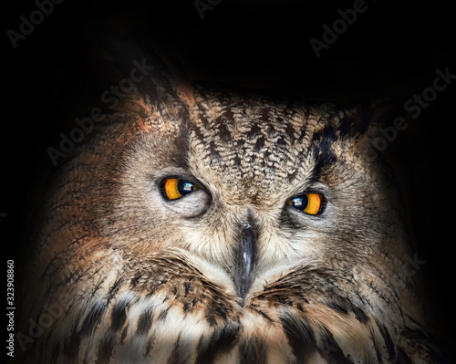 large eagle-owl closeup on dark background