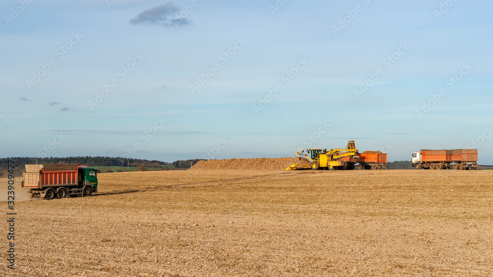 Obraz premium Combine harvester dumping sugar beet in truck. Agriculture concept.