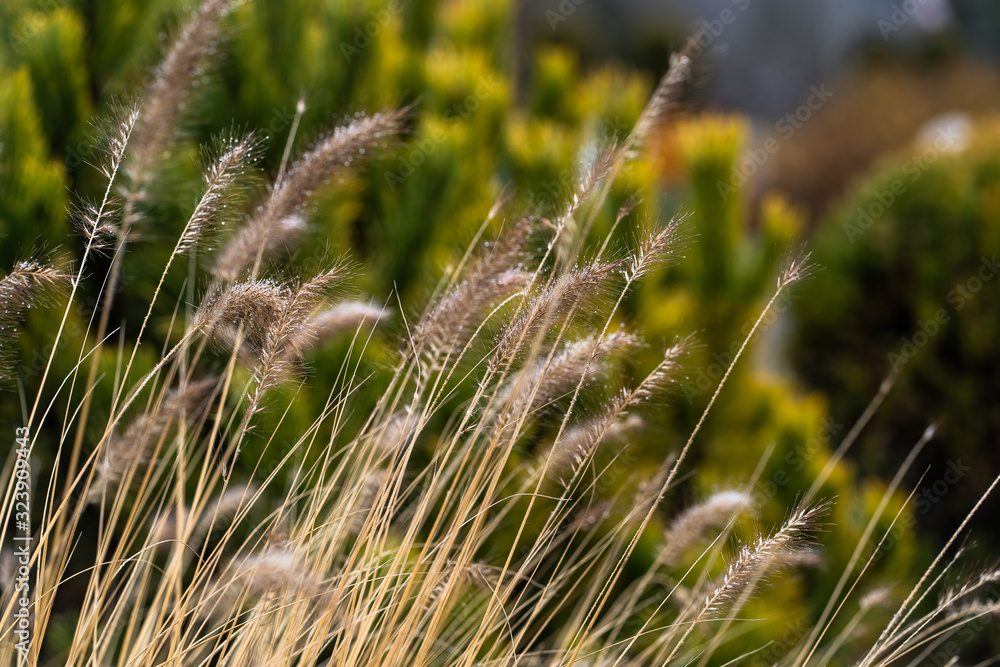 Ripe spikelets of ripe wheat. Closeup spikelets on a wheat field against a blue sky and white clouds. Harvest concept. The main focus is on the spikelets, foreground.