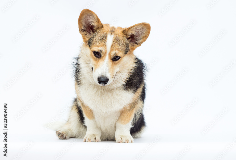 dog looking down, welsh corgi pembroke breed dog looking down, welsh corgi pembroke breed