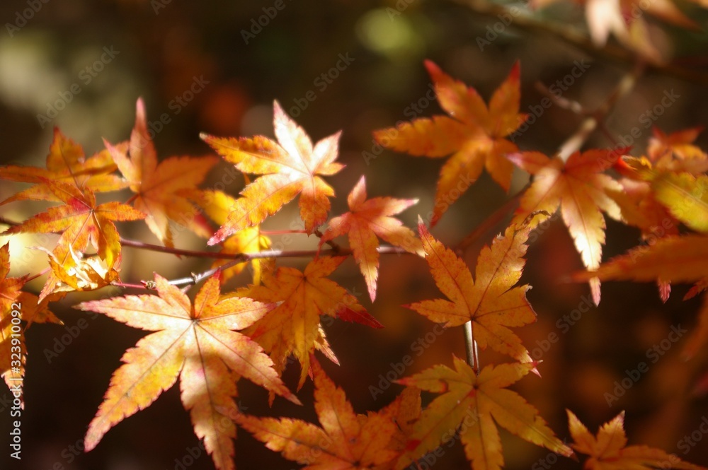 sunshine on colourful mable leaves in autumn .autumn foliage in japan sunshine on colourful mable leaves in autumn .autumn foliage in japan
