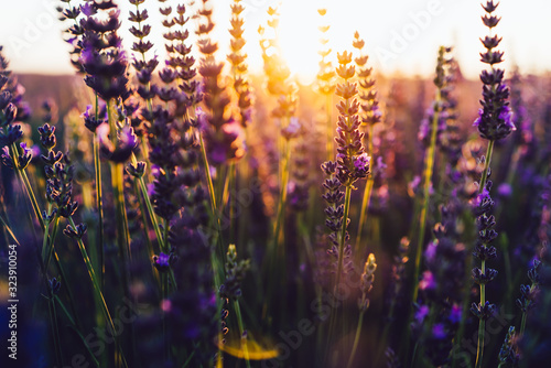 Beautiful lavandula rows on flowers fields during summer time with light breathtaking sunset, essential cultivation of purple blossom for medical or aromatic perfumes, scent aromatherapy blooming