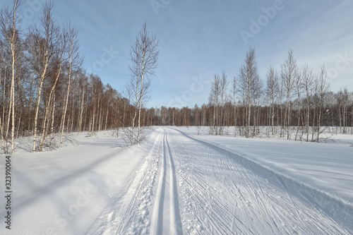 Ski track in a forest among birches in the countryside for sporting events, Novosibirsk, Russia © Nataliia Makarova