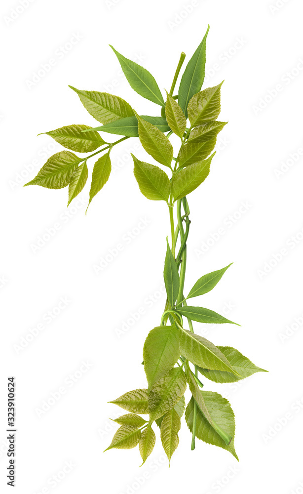 Fototapeta premium Number one from branches and green leaves isolated on white