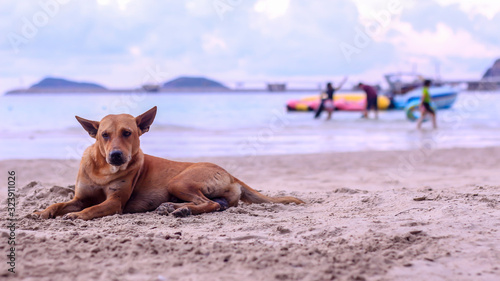 Lonely dog ​​with sand and sea © Tle