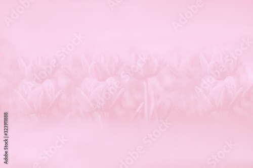 Fototapeta Naklejka Na Ścianę i Meble -  Pale pink gradient spring abstract background. Pastel. Tulips flowers pattern