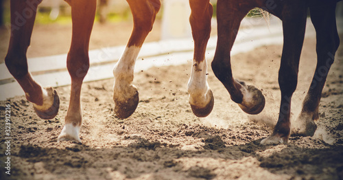 The legs of two strong racehorses galloping across the sandy arena, their unshod hooves kicking up dust, lit in the sunlight.