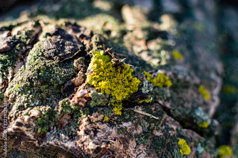 Lichens, green fungi and blue algae, as growths on the bark of trees and logs from high humidity in the spring, after the winter period and rainy days Lichens, green fungi and blue algae, as growths on the bark of trees and logs from high humidity in the spring, after the winter period and rainy days