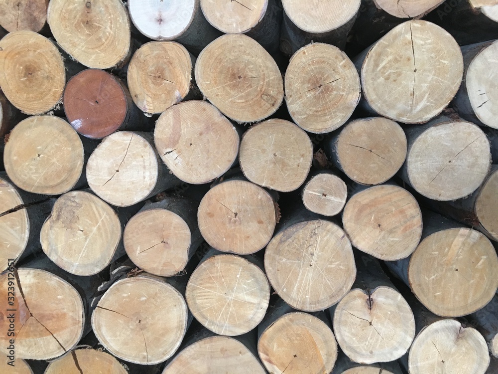 Surfaces of cut trees on the wall Surfaces of cut trees on the wall