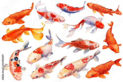 Set of watercolor koi fish, isolated with background photo