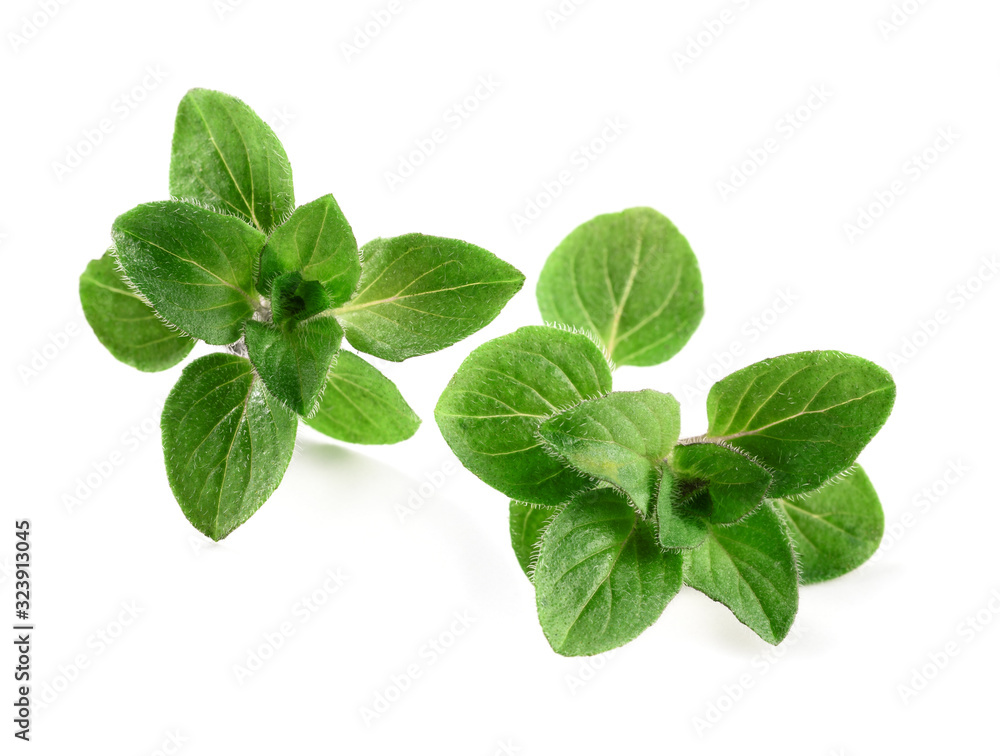 oregano leaves isolated oregano leaves isolated