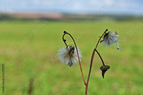 flower in the field © Igor