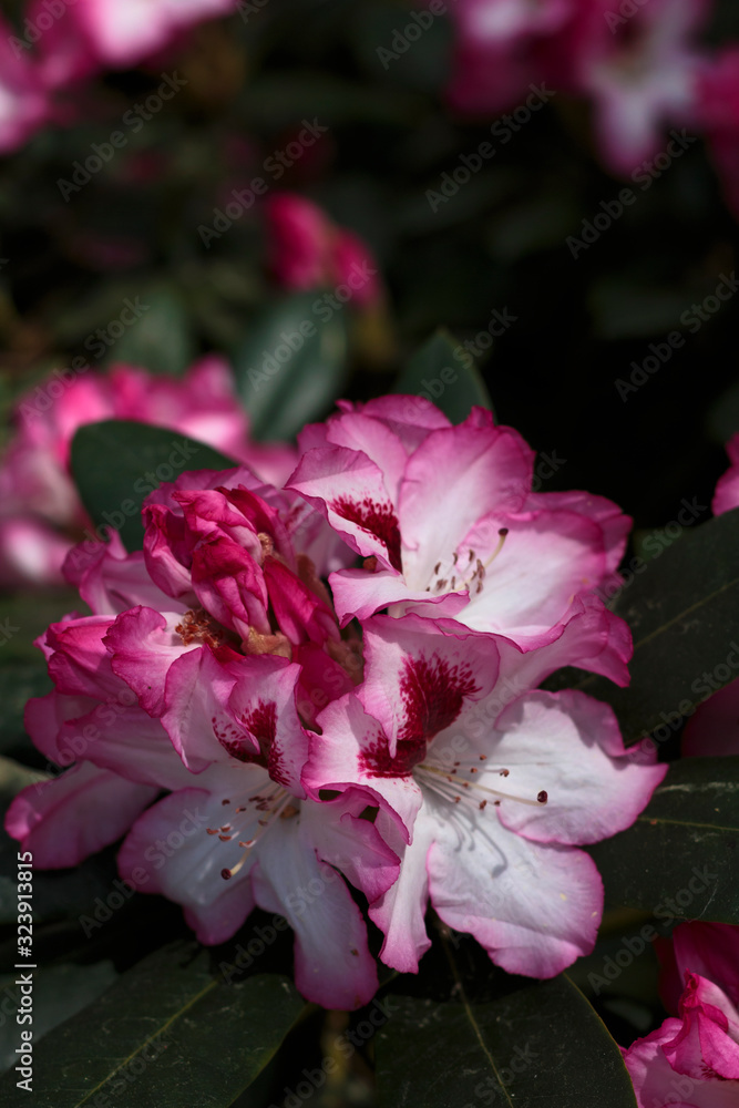 Big flowers of summer and spring. Big flowers of summer and spring.