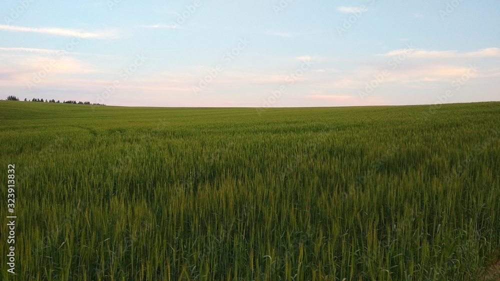 green wheat field and blue sky