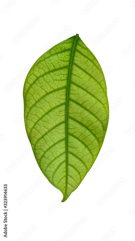 Obraz premium Isolated Green Leave Of Perennial Plant On White Background 
