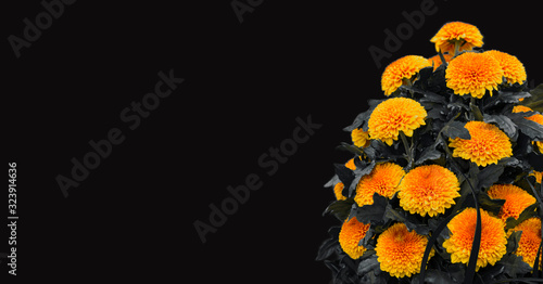 Fototapeta Naklejka Na Ścianę i Meble -  Bouquet of orange Chrysanthemums isolated on a black background with copy space