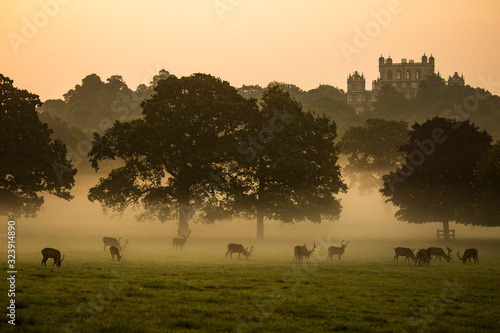 Wollaton Hall and Deer Park manor house Nottingham, United Kingdom UK. Misty golden morning sunrise. Manor house in distance, red deer herd silhouettes grazing photo
